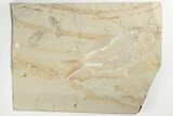 Cretaceous Fossil Fish (Sedenhorstia) and Shrimp- Lebanon #201378-1